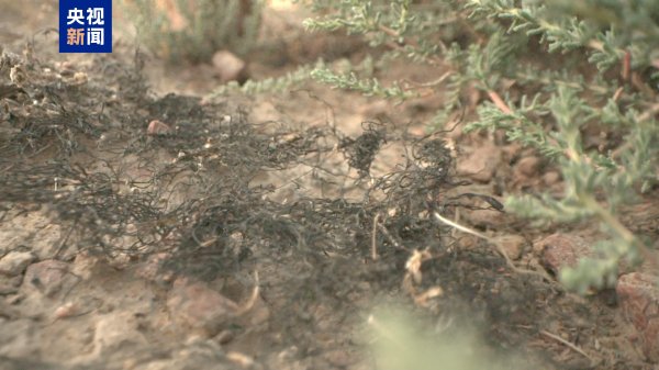 胜宇配资 “头发”长在沙地上？宁夏发现大规模国家一级保护植物发菜群落